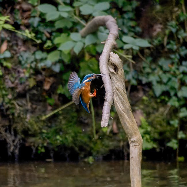 Logitech HD Pro Webcam C920