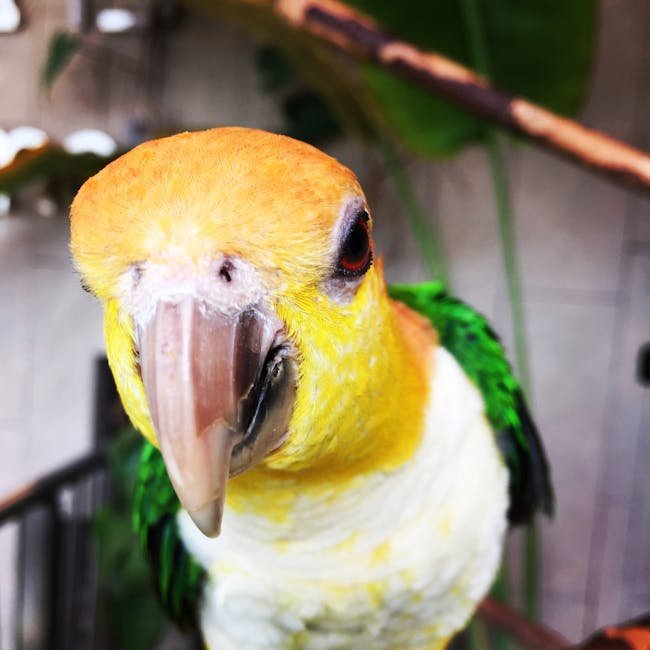 Parrot Anafi