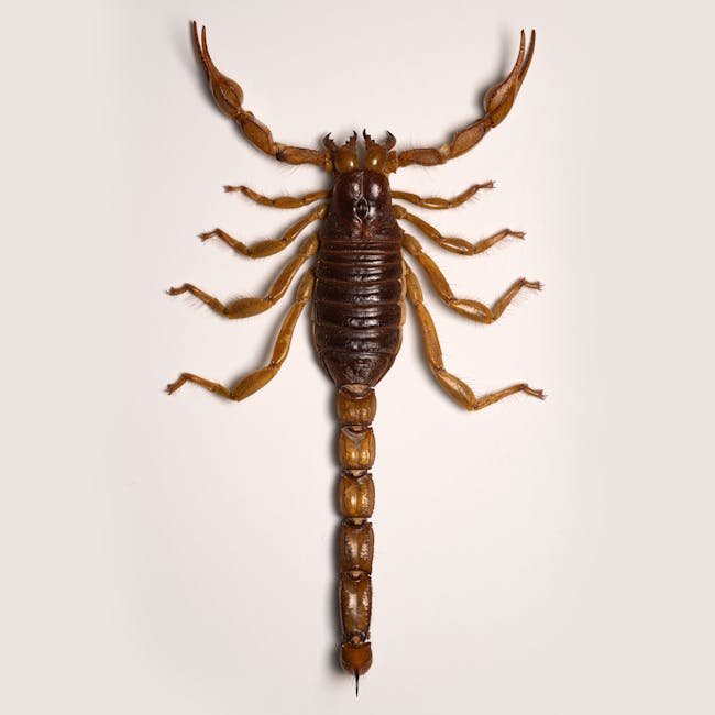 Pirelli Scorpion Verde