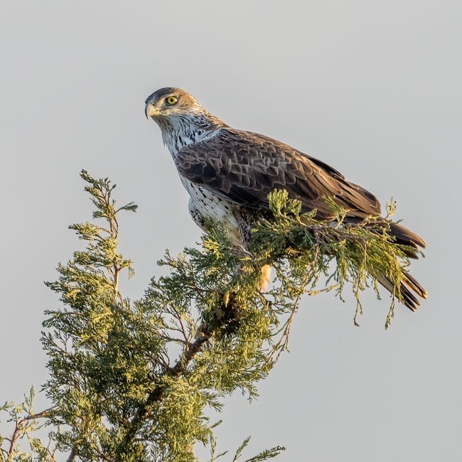 SteelSeries Apex Pro